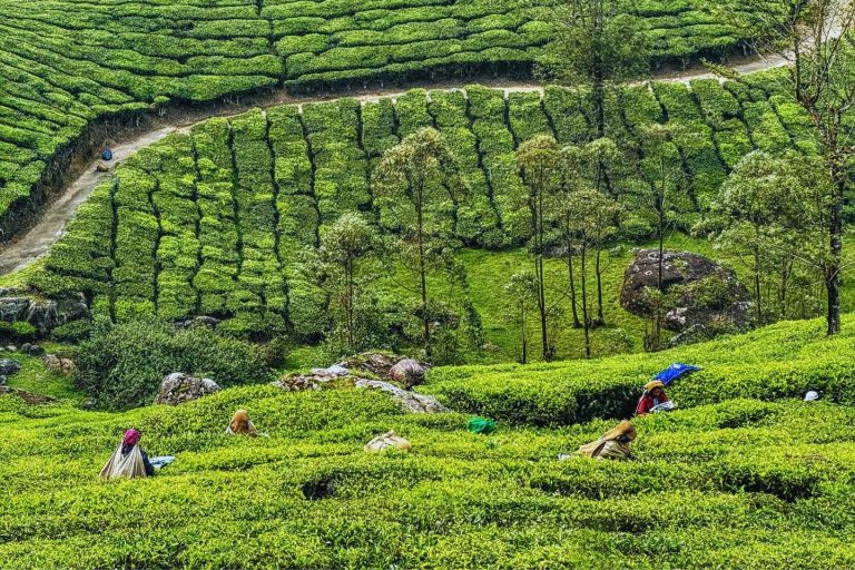 Cochin Munnar Alleppey Tour (4 Nights/5 Days):