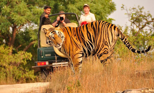 Madhya Pradesh Wildlife Tour (7 Days/6 Nights)